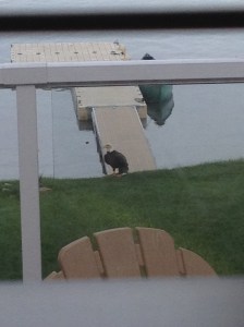 Eagle on our lawn!