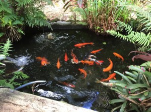 Koi Fish Pond