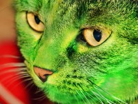cat-GREEN